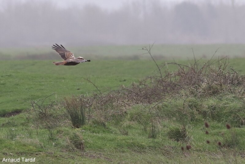 00165 Oléron Février 2020 - Marais de Brouage - Côté Droit