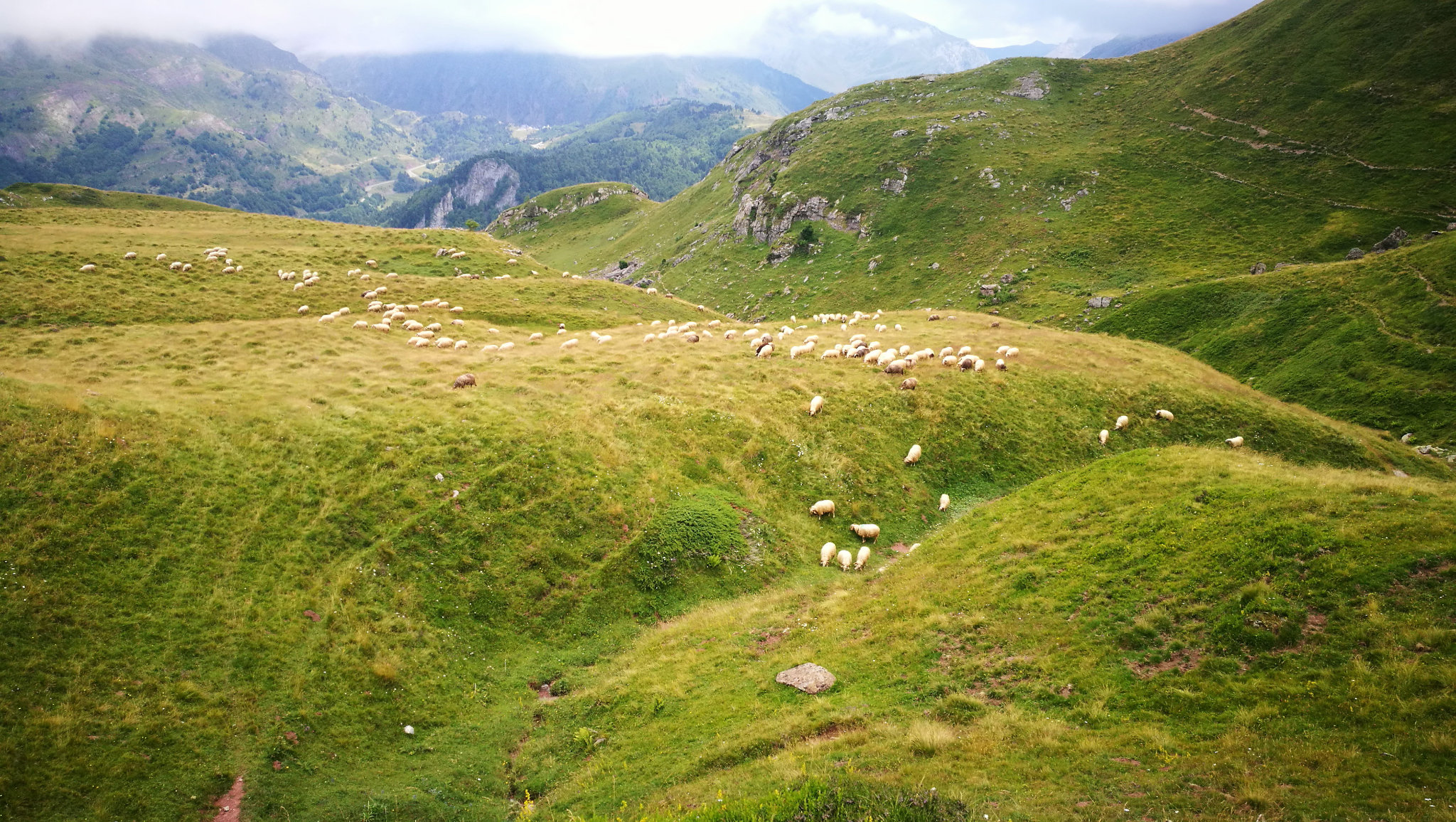 Lac d'Estaens, en chemin, brebis, juillet 2021