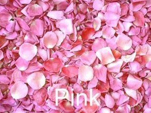 rose_petals_pink