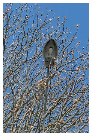 QM_lampadaire_bourgeons_marrroniers_250311