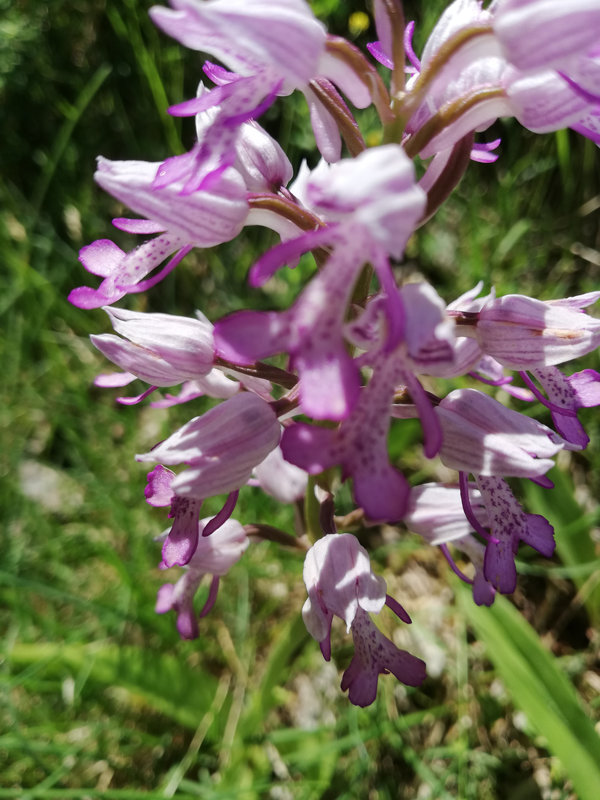 Orchis militaire 3