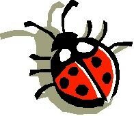 coccinelle