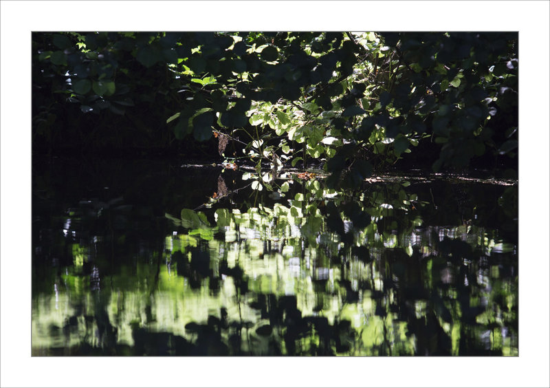 Fouillis vert 070821