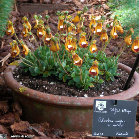 9420_Calceoleria_uniflora