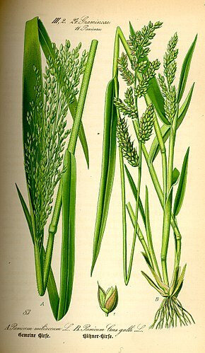 Panis 1 Panicum miliaceum