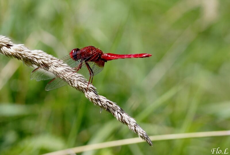 Crocothémis écarlate (Crocothemis erythraea) a