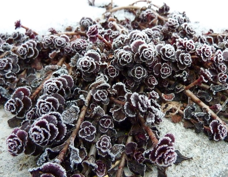 orpin bâtard (sedum spurium)