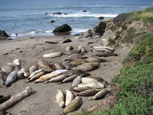 1_Groupe_de_lions_de_mer_sur_la_plage002