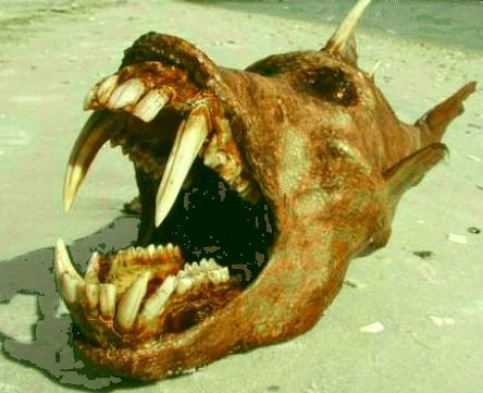 Quinotaure poisson