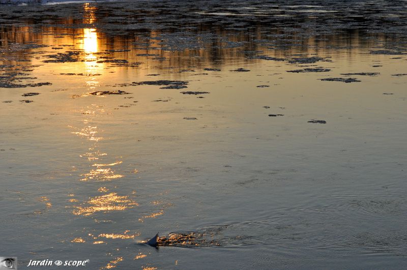 Reflet du soleil sur la Loire (12 Février 2012)