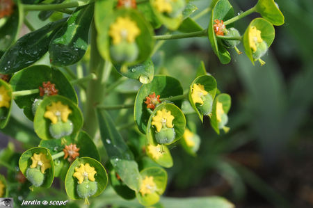 Euphorbe de Corse • Euphorbia characias