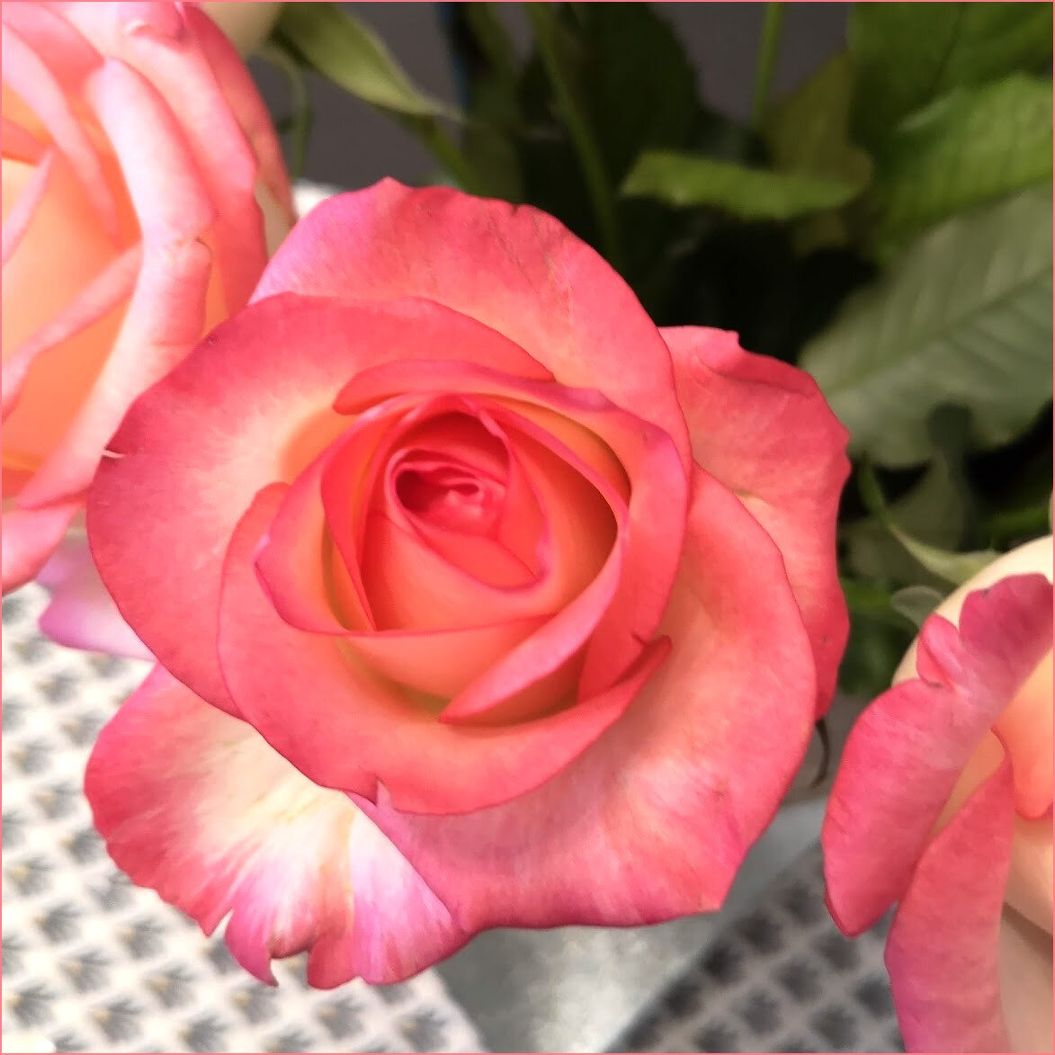 rosesrose2