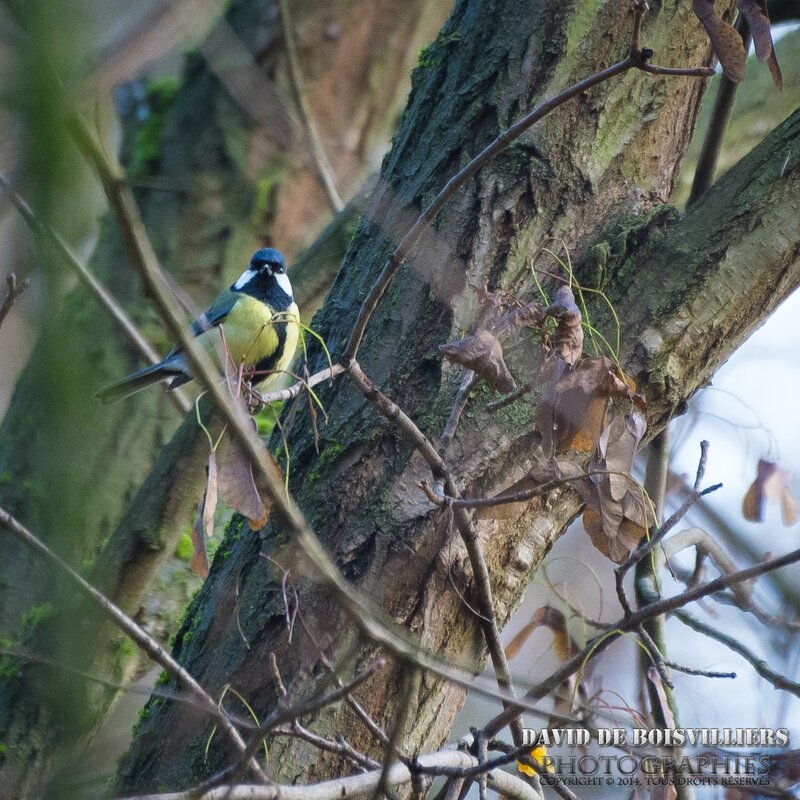 Mésange Charbonnière (Parus Major)