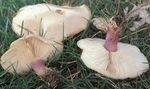 Tricholome_sinistre6