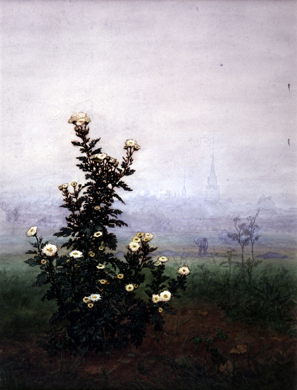 chrysanth_me