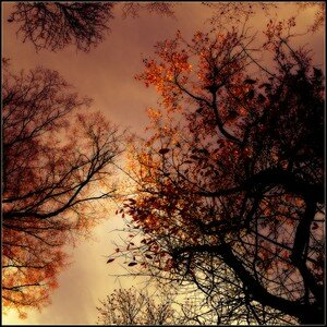 automne_orange