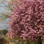 a a a printemps