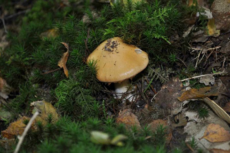 Cortinaire brillant • Cortinarius vibratilis • famille des Cortinariaceae