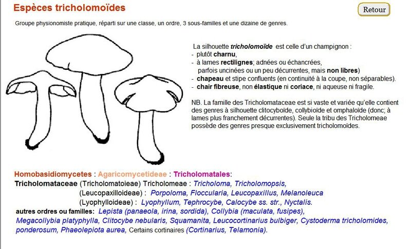 sil_tricholomoides