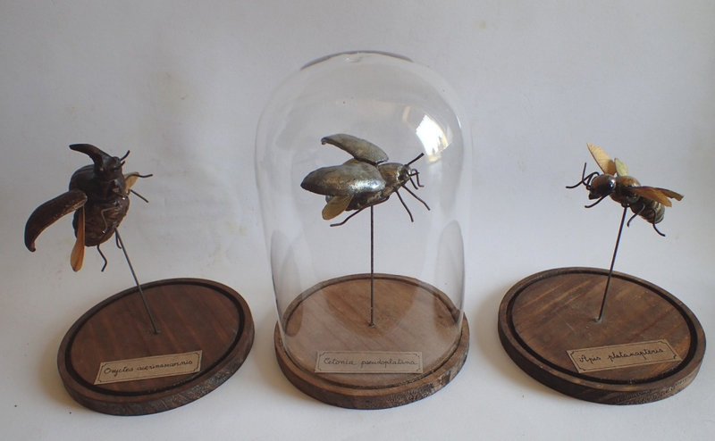 Anne Tassin- Insectes hybrides2 - Copie