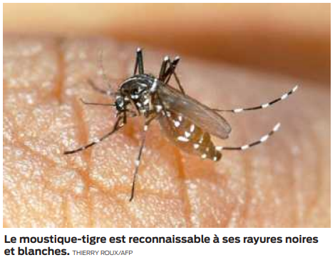 2022 05 12 SO Alerte rouge au moustique-tigre toute la région est concernée2