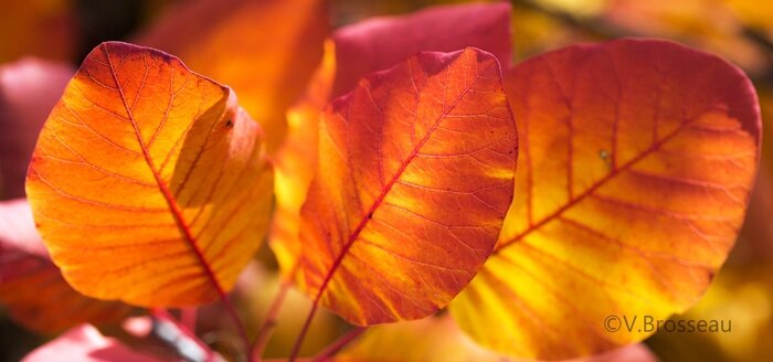 feuilles-automne15-37