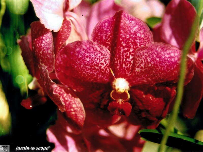 Phalaenopsis, souvenir de Thaïlande