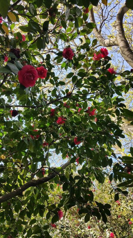 camellias2