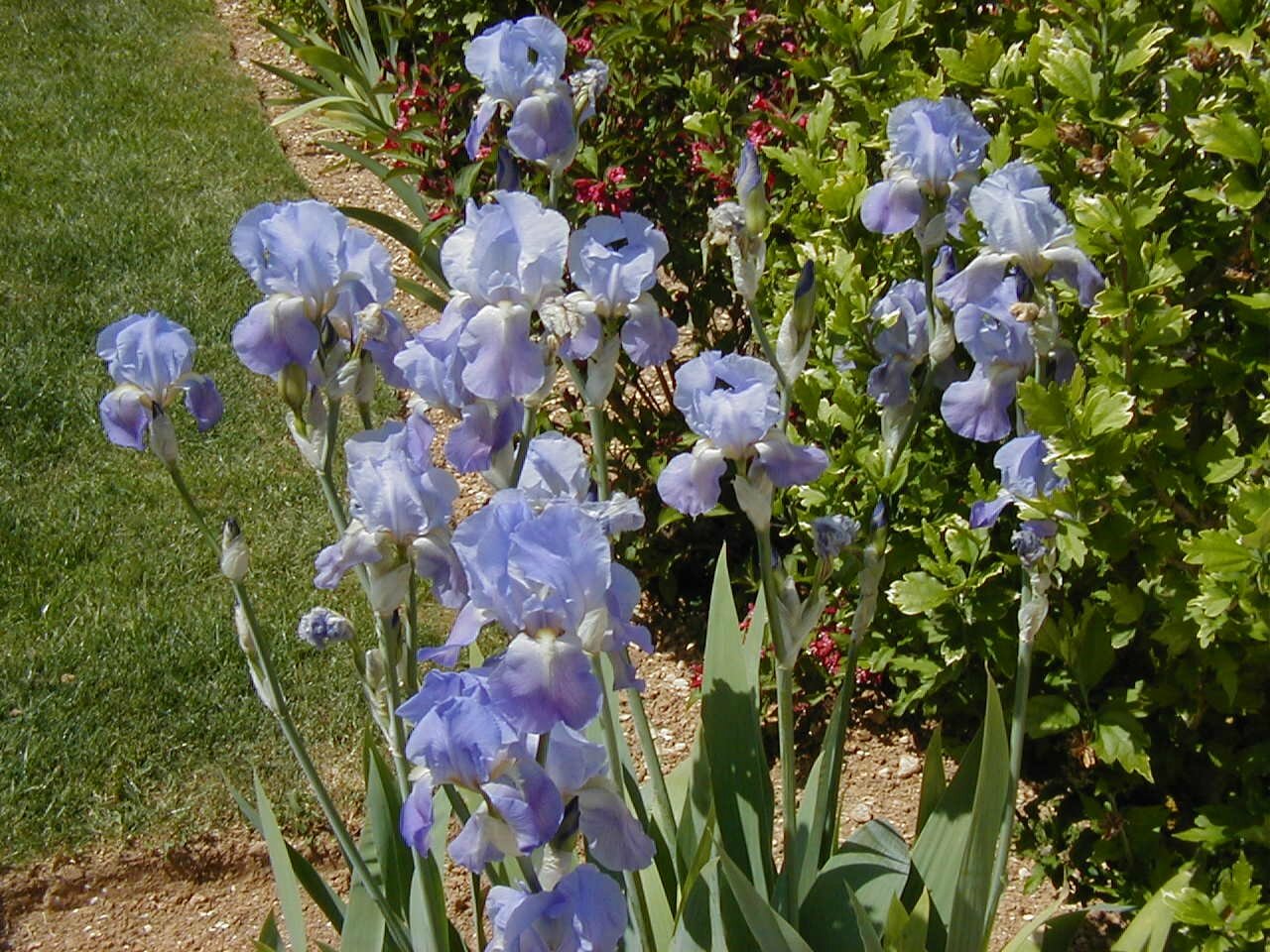Pallida