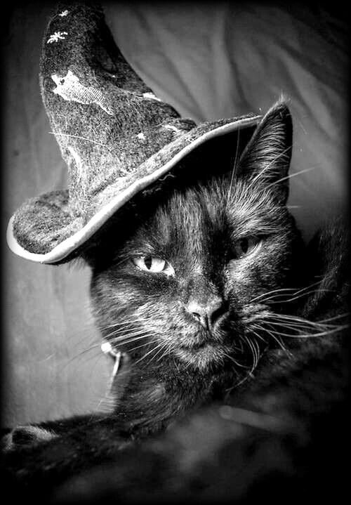 cat2