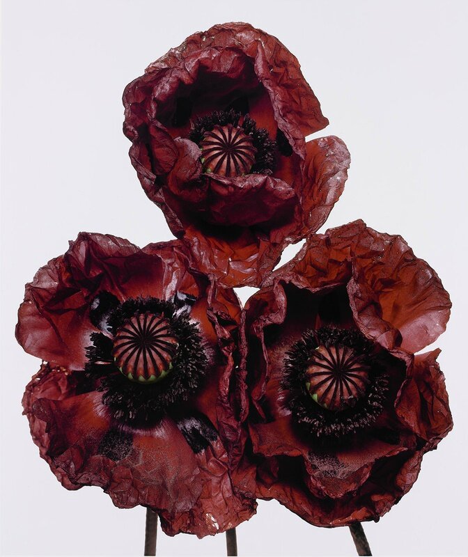 Hamiltons exhibits for the first time whole "Flowers" series of ...