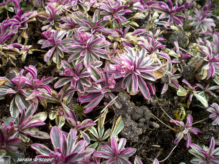 CIMG1484_Arabis