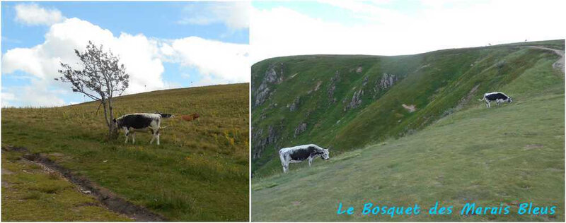 vaches 1