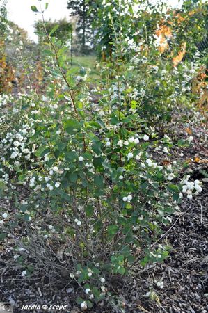 symphoricarpos albus