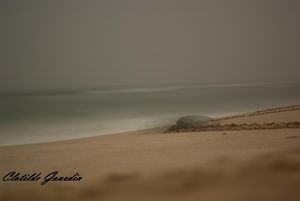 Turtle_Beach__IGP2851_Oman__Turtle_Beach2