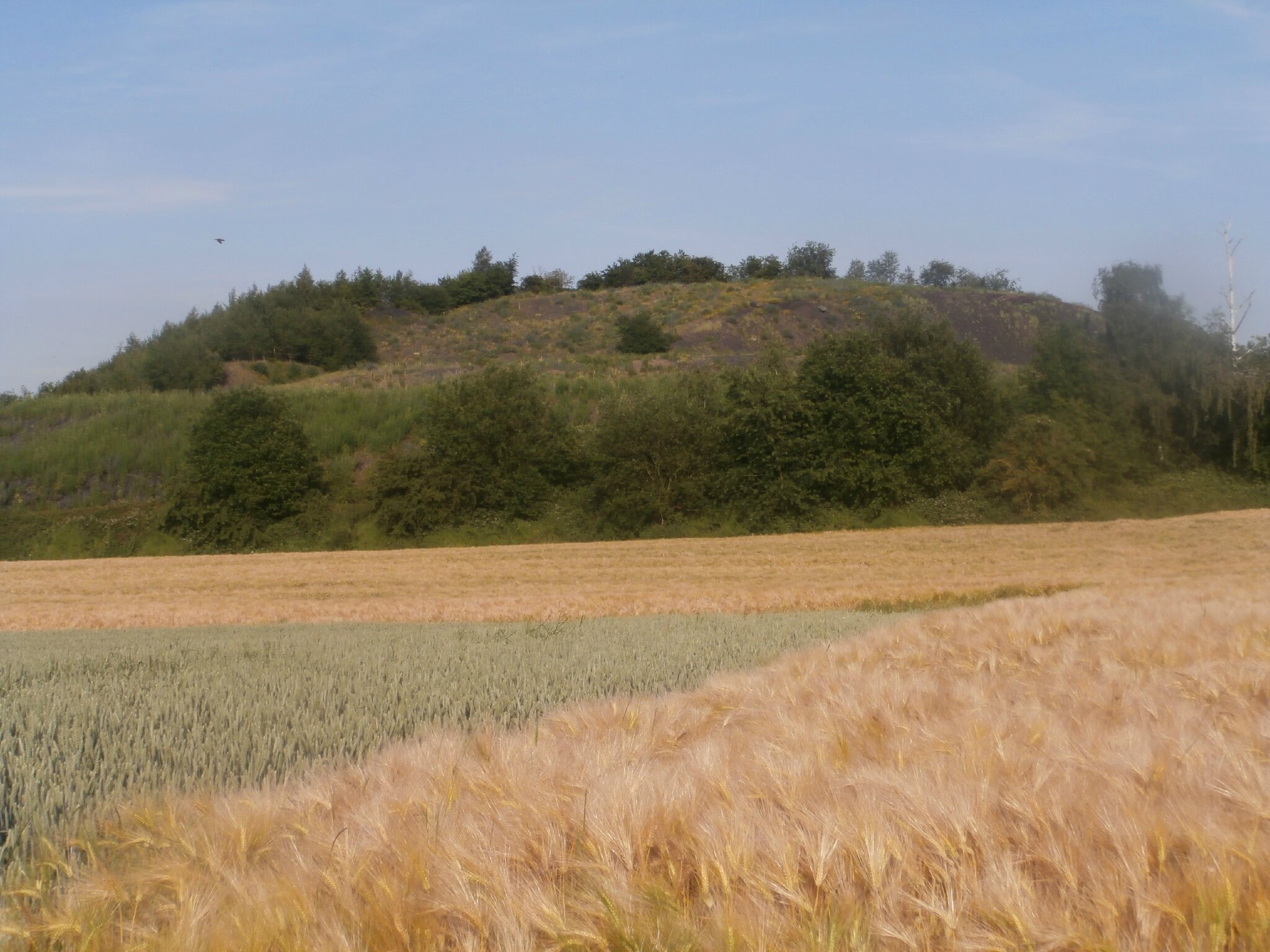 Wasmes Terril Grand Buisson - P6126147