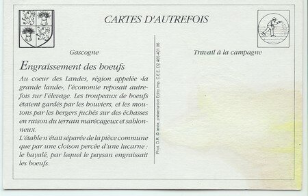 Engraissement_des_boeufs