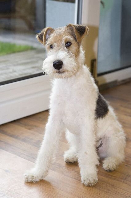 fox terrier_1