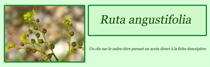 Ruta angustifolia