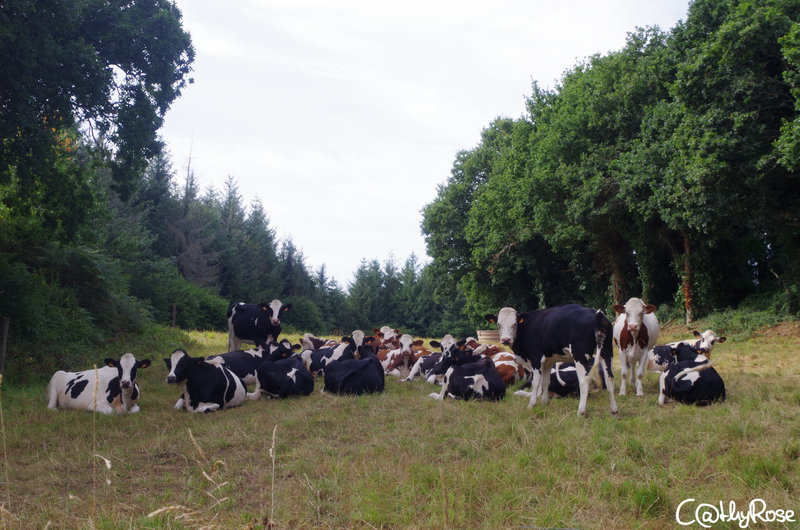 && vallée du Léguer (5)