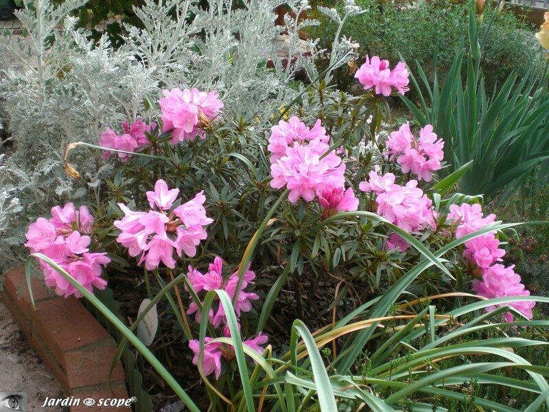 Rhodo ponticum 4