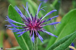 Centaurea-monatna