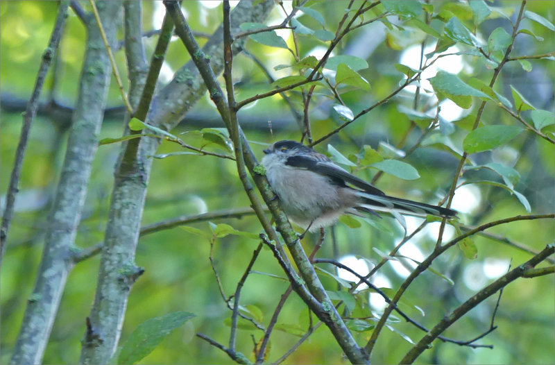 Oiseau mésange longue queue 2 220923