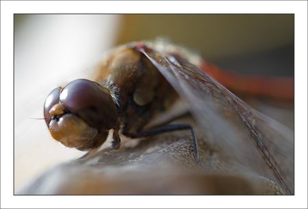 Galuchet_libellule_sympetrum_GP_tete_courbee_071110