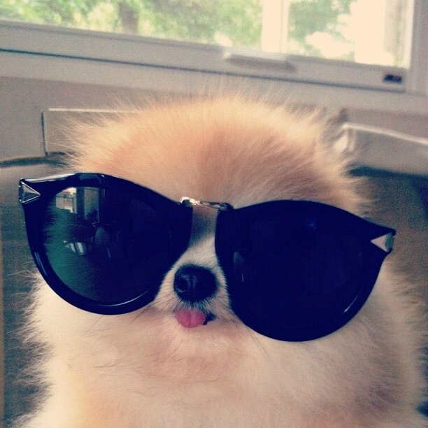 chien-lunettes-de-soleil