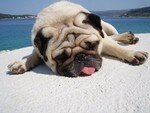 pug0507