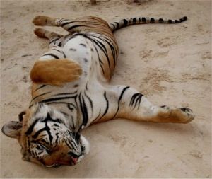 Tigre-couche