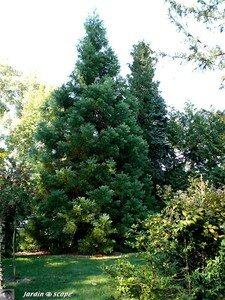 7448_sequoia_geant