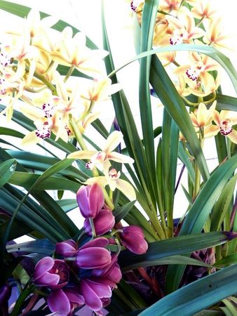 orchid_es_roses_et_jaunes