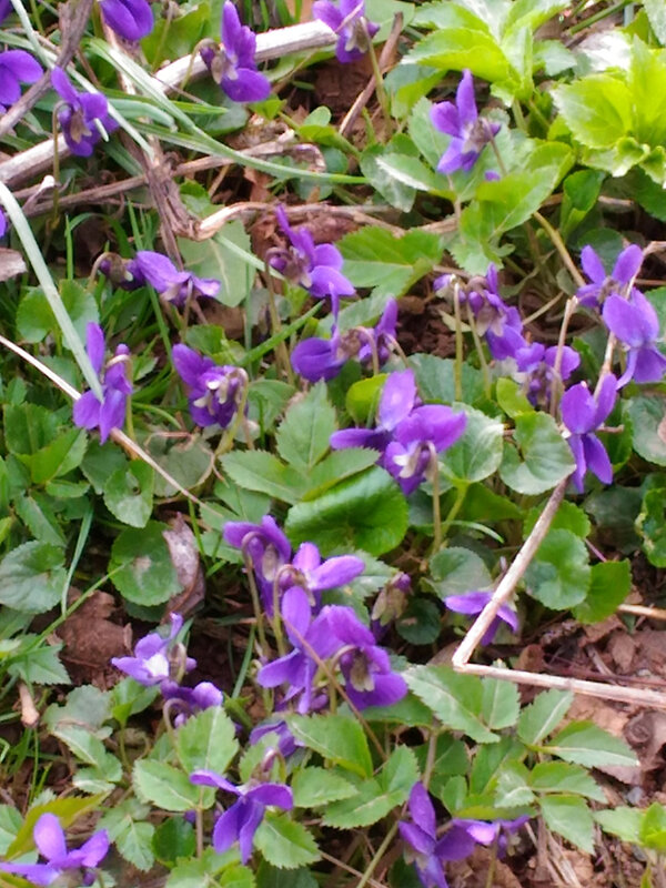violettes_sauvages